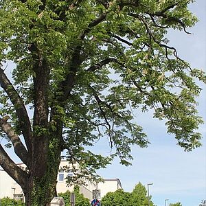 Kastanie am Aiglhof  ehemals ein Naturdenkmal