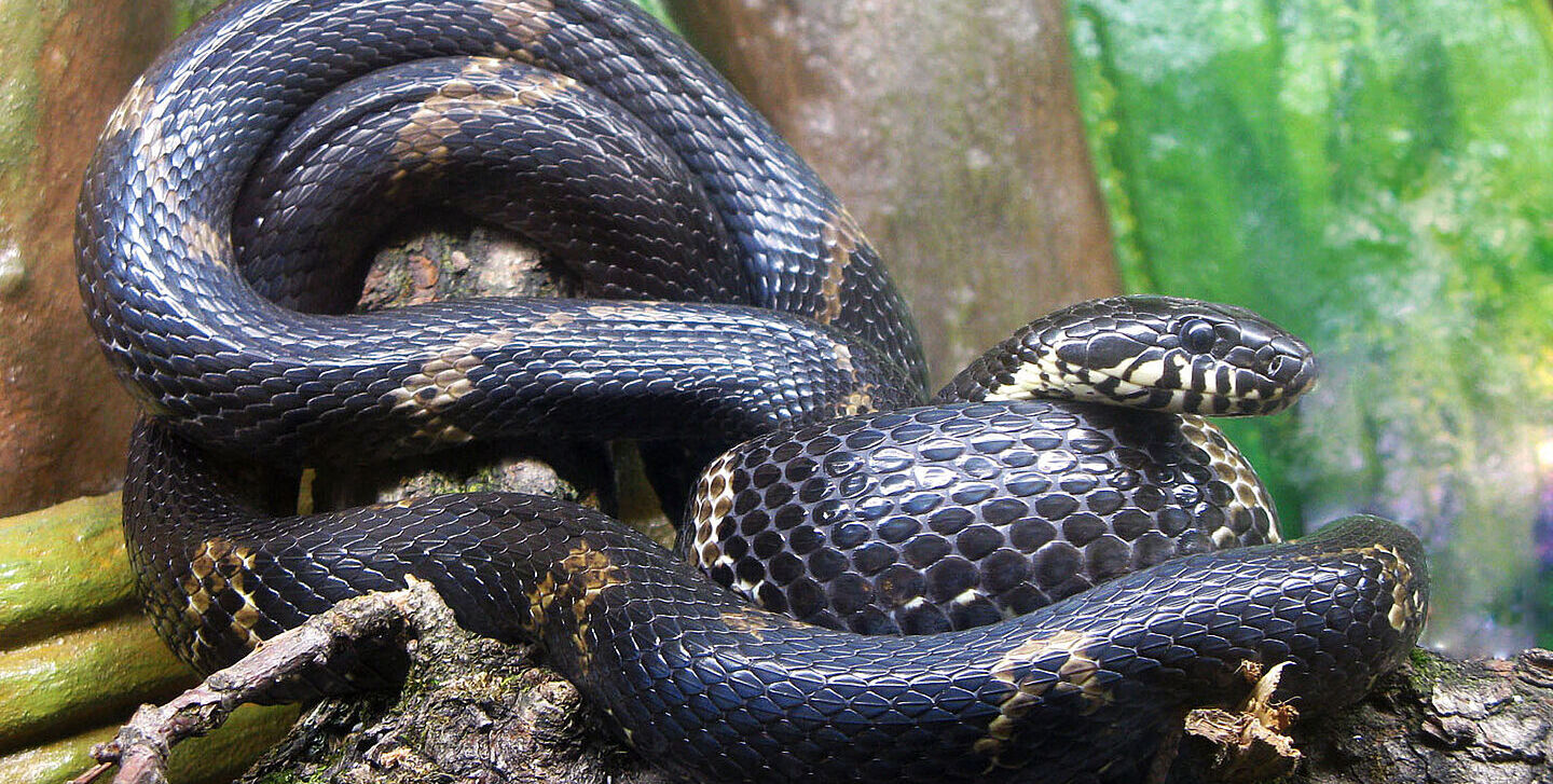 Amurnatter Die Amurnatter Amira im Zoo Salzburg