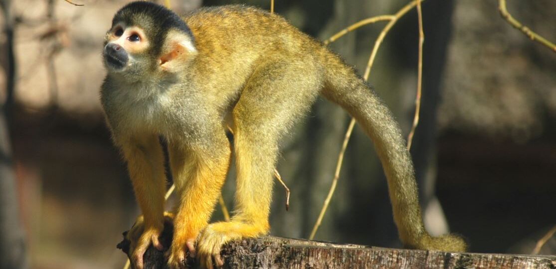 Tierhaltung bei der Mitwirkung von Veranstaltungen Ein gelber Affee im Zoo Salzburg