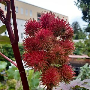 Großaufnahme der roten stacheligen Kapsel-Frucht des Wunderbaums