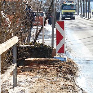 Maroder Baum an Moosstraße gefällt