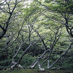 Astrid Korntheuer: "Patagonia" (2004-05)