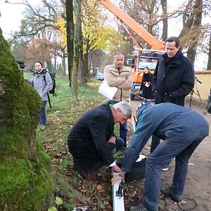 Baumpflegemaßnahmen an kranken Bäumen