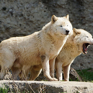 Zwei Woelfe im Zoo Salzburg