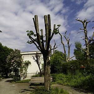 Kastanienbaum Wasserfeldstraße