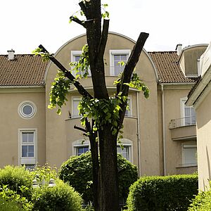 Linde Wasserfeldstraße