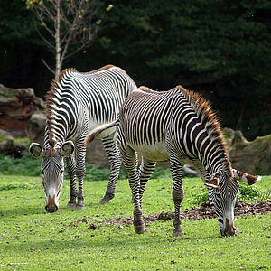 Ein Grevyzebra im Zoo Salzburg