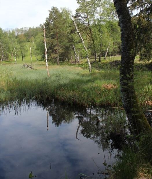 Ein Kleiner Teich umgeben von grünen Wiesen und Bäumen an einem schönen Sommertag