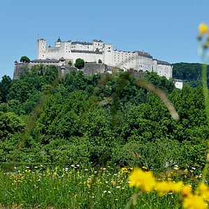 Die blühende Wiese im Naturraum des Festungsberges