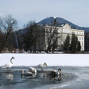 Der LEopoldkroner Weiher im Winter, besiedelt von Schwänen und Enten