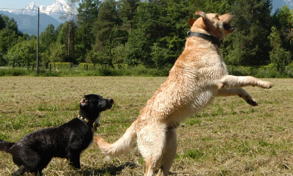 Zwei Hund spielen auf einer Hundewiese