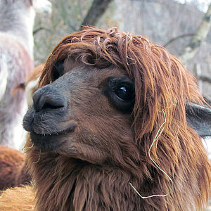 Alpakas im Zoo Salzburg