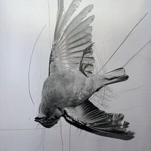 Schwarz-weiß Bild eins kleinen Vogels - kopfüber nach unten hängend im Hintergrund kruez und quer laufende Graphit Linien
