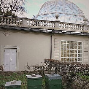 drei grünfarbige Bienenstöcke nebeneinander auf einem niederen Holzgestell in der Wiese neben dem Museumspavillon, dessen Gebäude mit der barocken Voliere im Hintergrund zu sehen ist. 