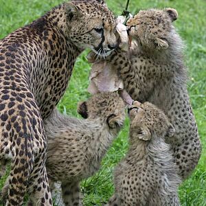 Gepardenfuetterung im Zoo Salzburg