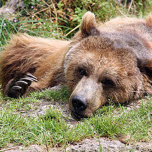 Ein Braunbaer liegt gemuetlich im Zoo Salzburg.