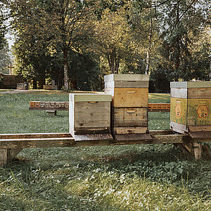 Die Bienenzucht am Friedhof Aigen.