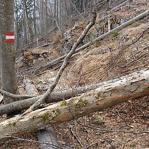 Die Folgen des Schneebruchs:
