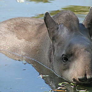 Ein Tapir geniesst das Wasser