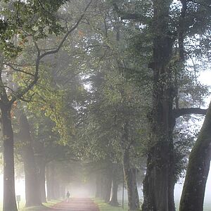 621 Baumriesen an der Hellbrunner Allee: