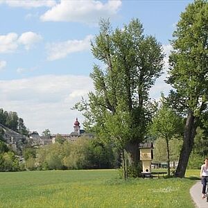 Linden in Freisaal neben Spazierweg