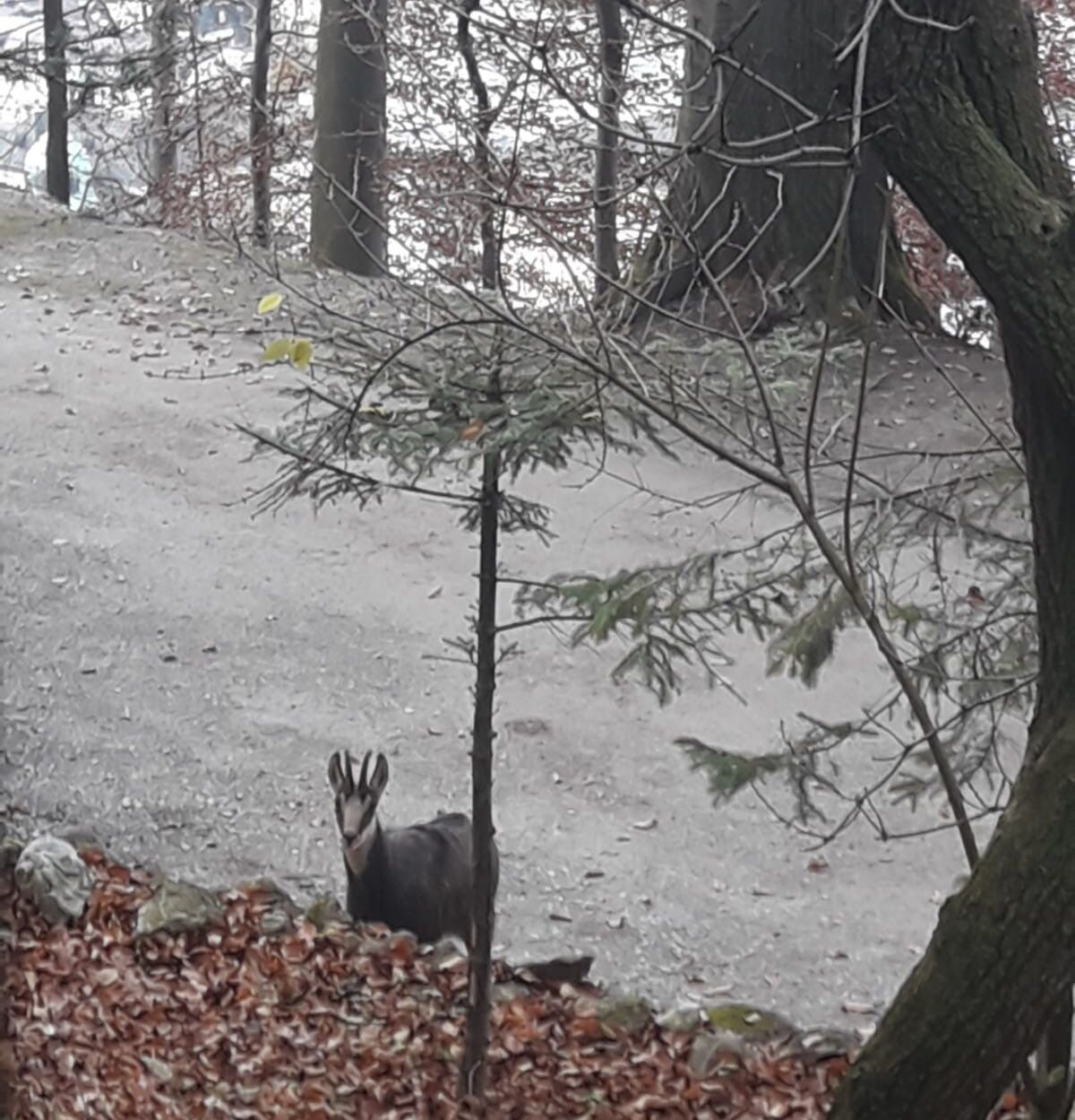 Bei einem Spaziergang auf dem Kapuzinerberg wildtiere gesichtet