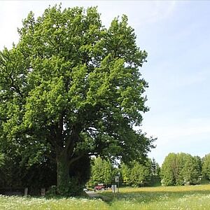 Linde an der Sebastian Kneipp Straße