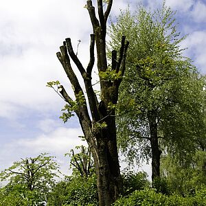 Götterbaum am Spielplatz Wasserfeldstraße