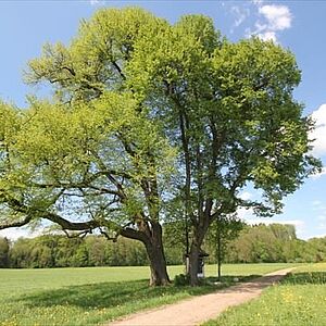 Linden beim Montforterhof