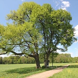 Linden beim Montforterhof