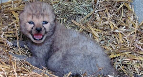 Gepardenbaby Ein Gepardenjunges im Zoo Salzburg.