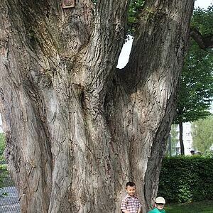 Größenvergleich der Pappel am Josef Mayburger Kai mit Menschen davor