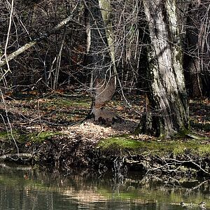 ein Teich in der König Ludwig Straße, bewohnt von Biber