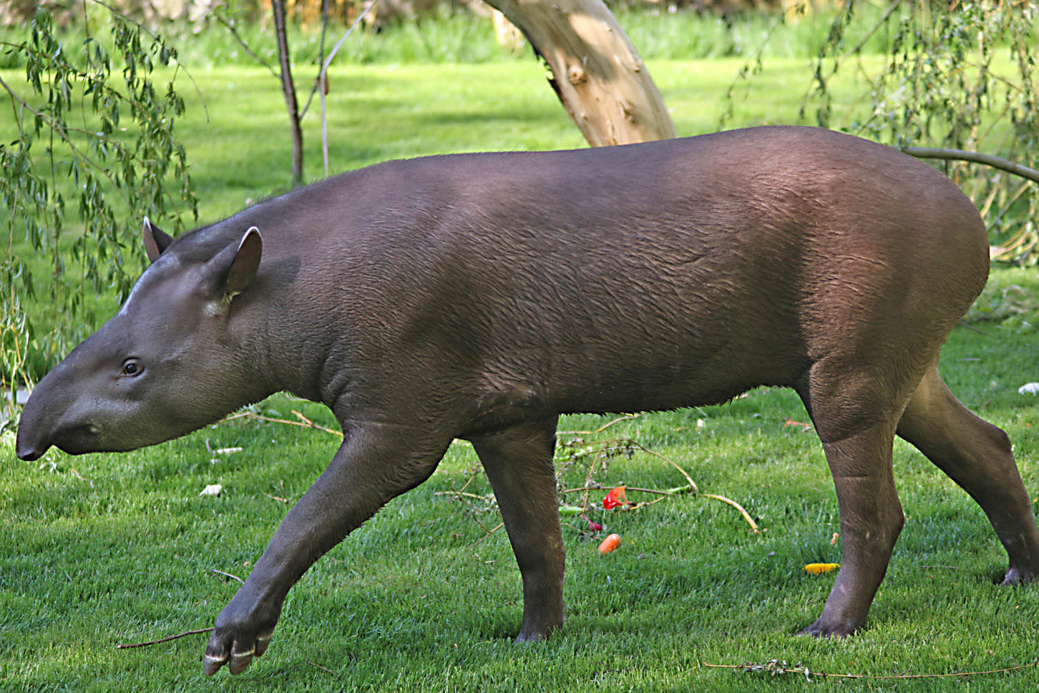 Tapir Miguel aus dem Zoo Salzburg Tapir Miguel aus dem Zoo Salzburg