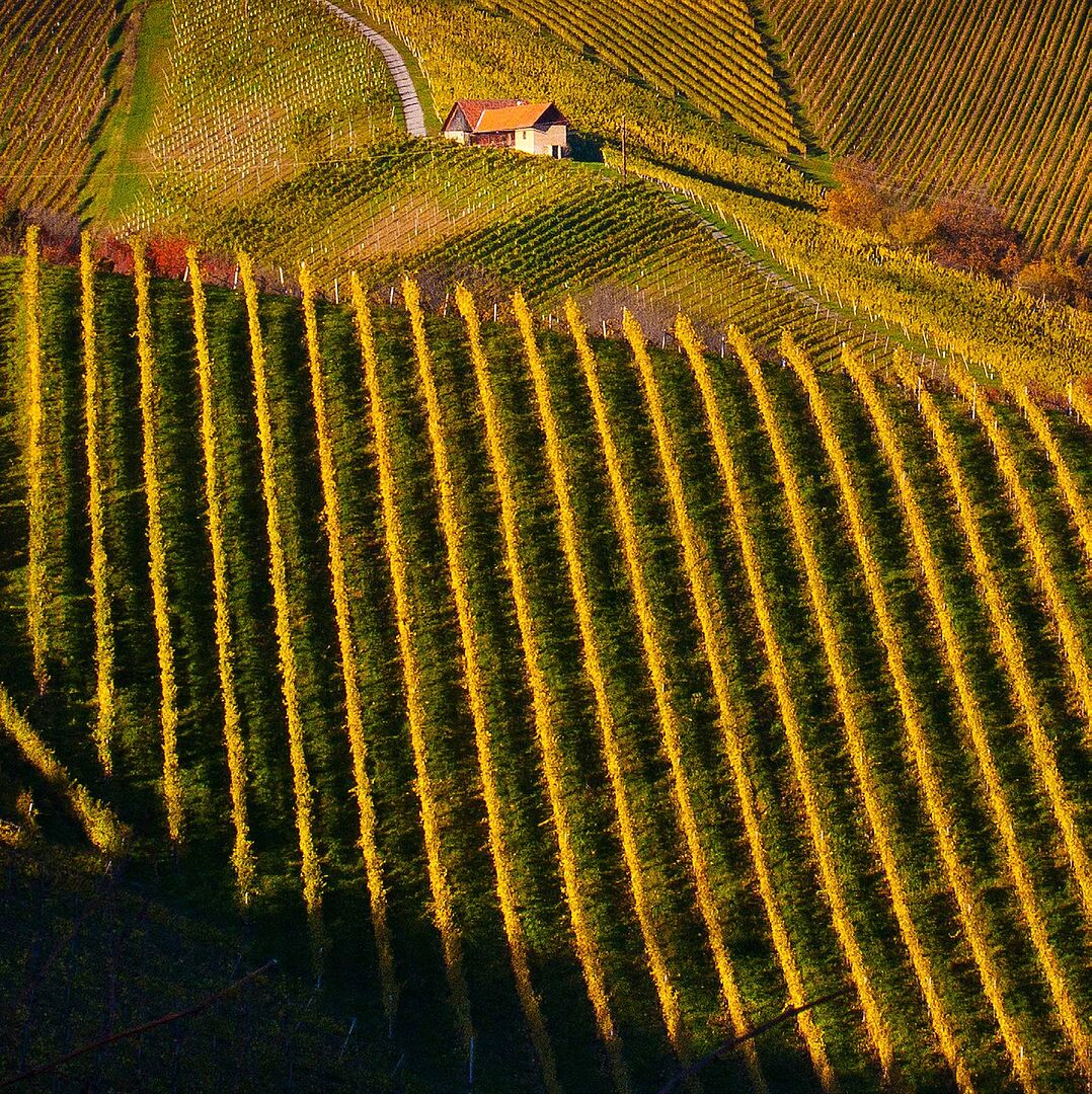 Foto von Weinbergen mit unterschiedlichen Hangneigungen und den unterschiedlichen Schatten und Farben der Rebzeilen die senkrecht zum jeweiligen Abhang wachsen.