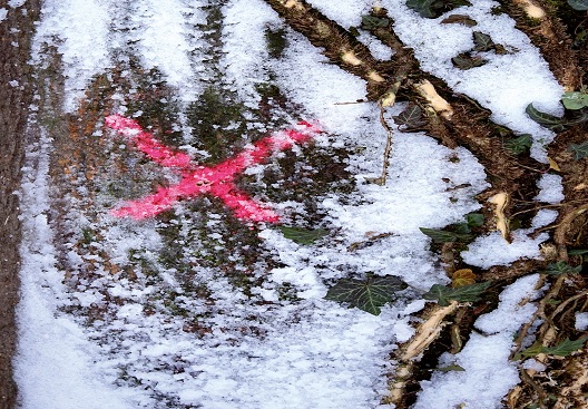 Waldboden mit Schnee bedeckt. Darüber ein grafischer Schriftzug: No Future in schwarzer Farbe 