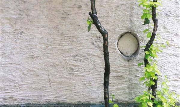 Fotoausschnitt einer grob verputzen Hauswand davor zwei dünne braunschwarze Baumstämme mit grünen Blättern