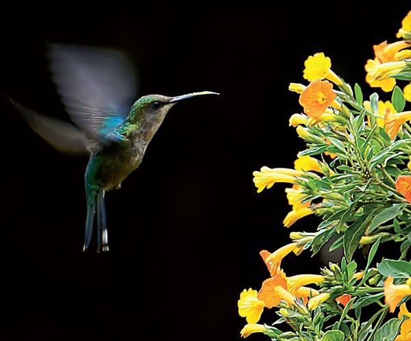 Farbfoto eines Kolibris im Flug stehend vor einem gelben Blütenstrauch in Nahaufnahme 