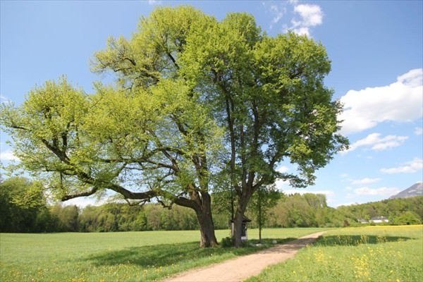 Linden beim Montforterhof