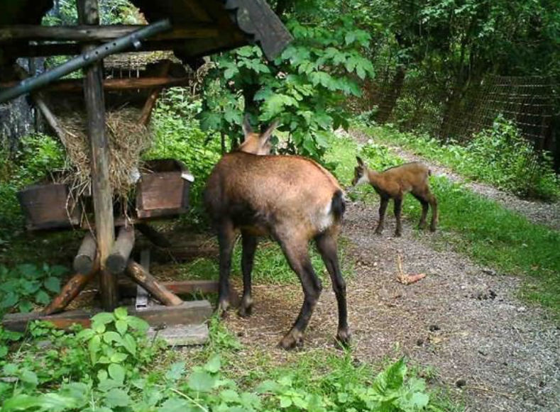 Gämse am Kapuzinerberg