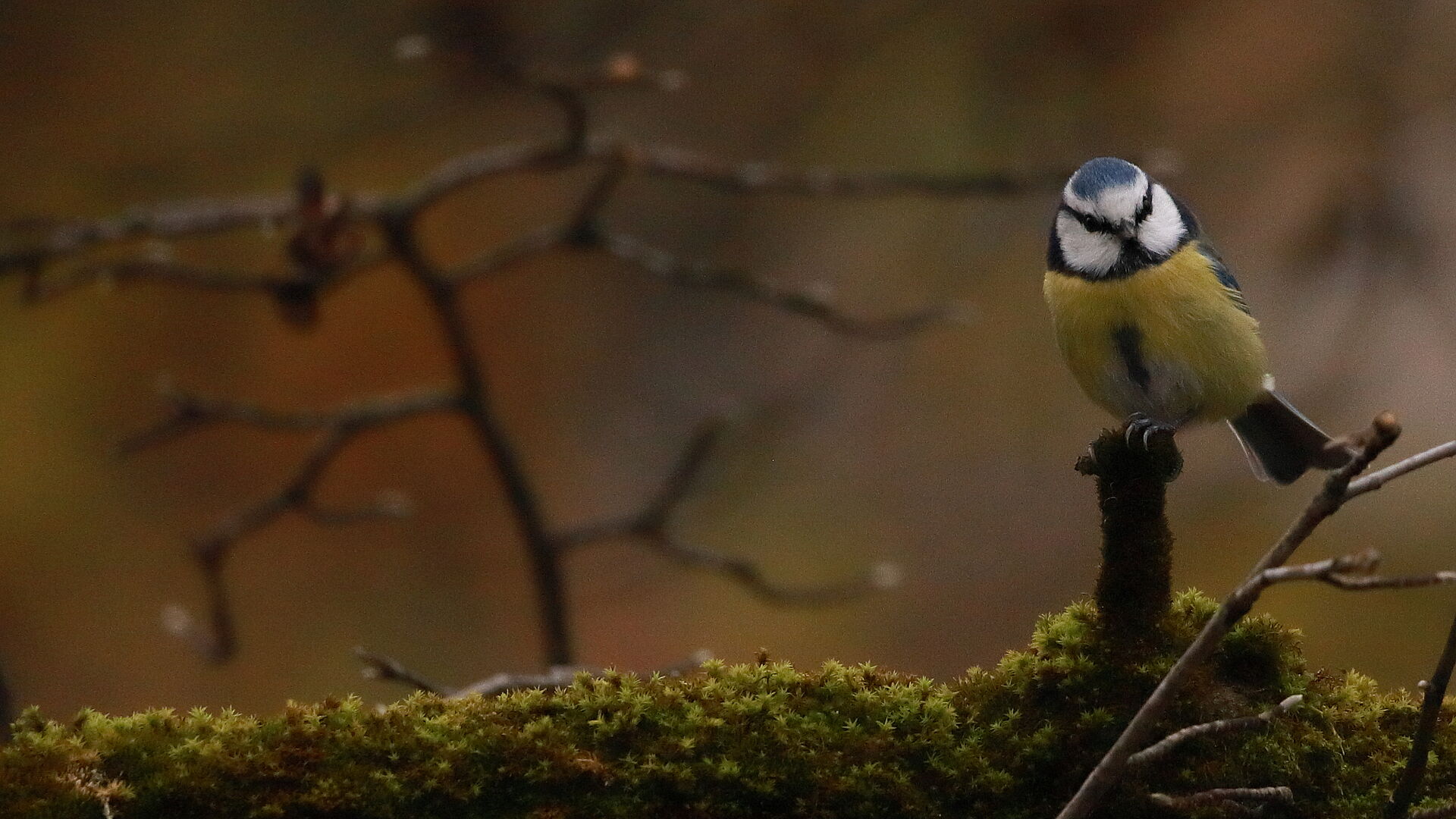 Eine kleine Blaumeise auf einem Ast