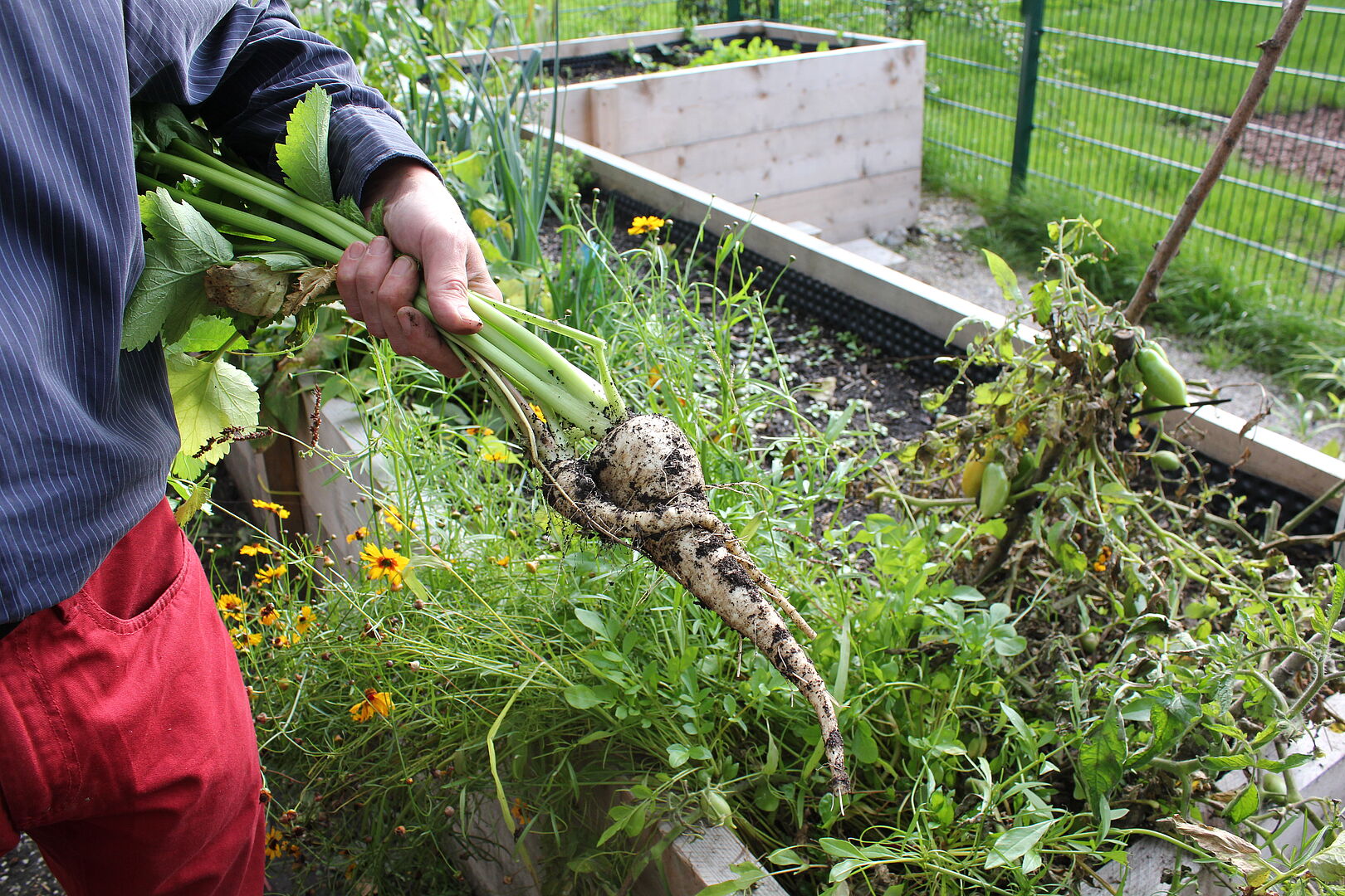 Gemeinschaftsgarten
