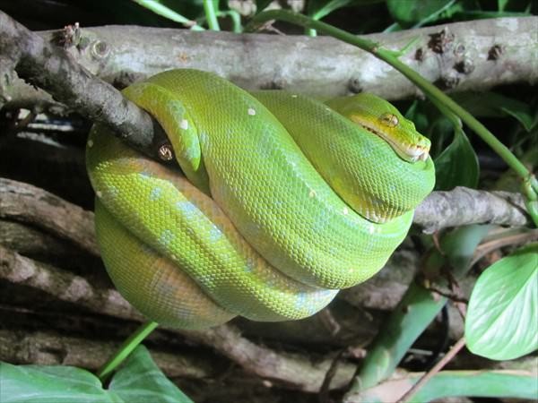 Gruenes Baumpython im Zoo Salzburg