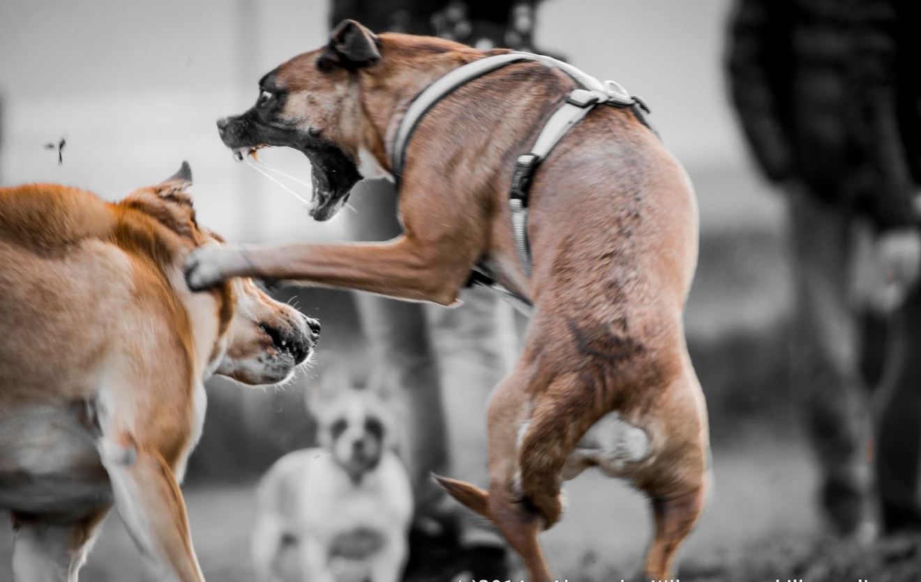 Hunde, Ernst oder Spiel?