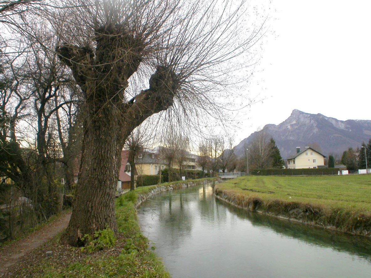 Die Kopfweiden beim Almkanal