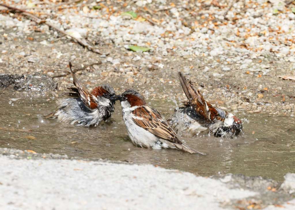 Haussperlinge bei einer Wasserstelle