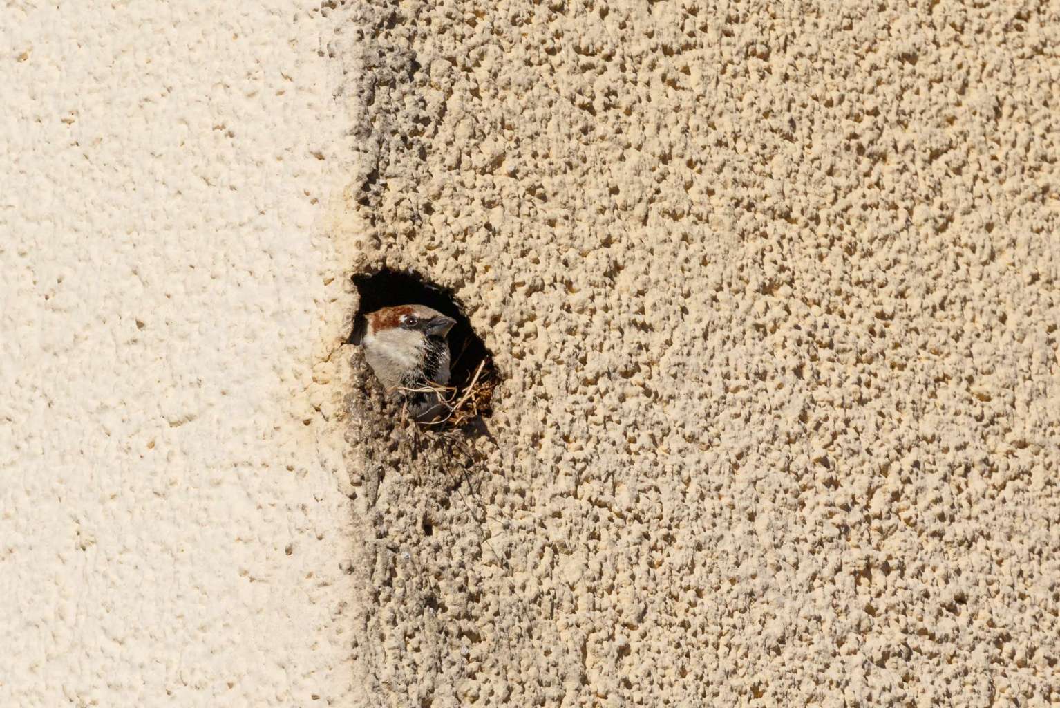 Haussperling in Fassadenloch