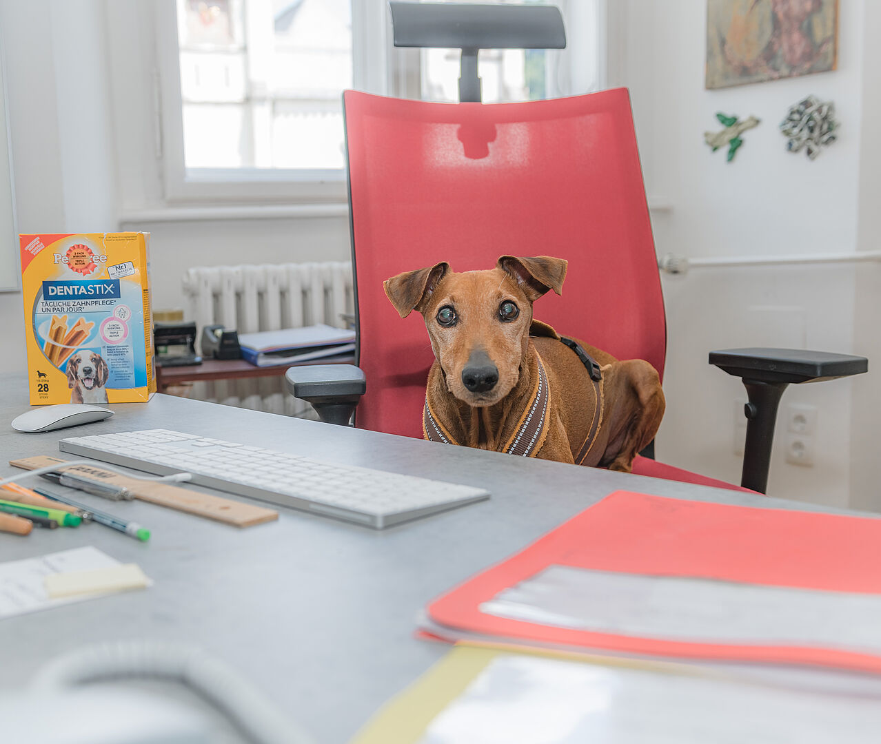 Brauner Hund auf Schreibtischsessel