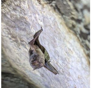 Mopsfledermaus