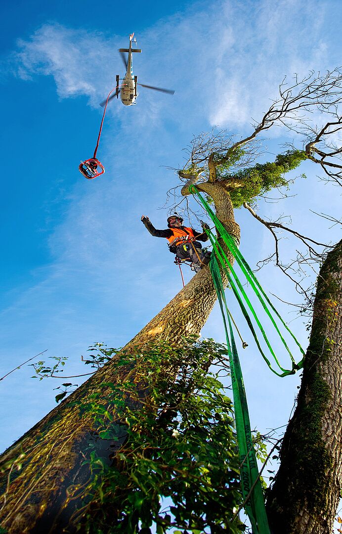 Baumchnitt per Hubschrauber: